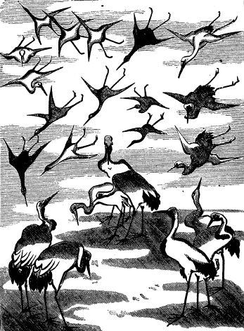 [Image: Storks, 1864]